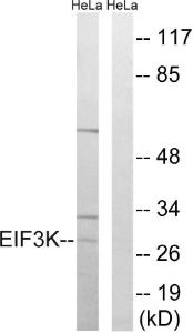 Western blot analysis of lysates from HeLa cells using Anti-EIF3K Antibody. The right hand lane represents a negative control, where the antibody is blocked by the immunising peptide