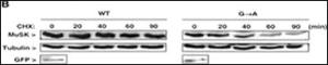 Anti-MUSK Rabbit Polyclonal Antibody