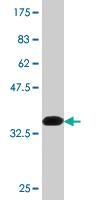 Anti-NLGN1 Mouse Monoclonal Antibody [clone: 1D6]