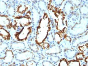 Antibody A249316-100 100 µg