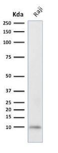 Western blot analysis of human Raji cell lysate using Anti-Ubiquitin Antibody [UBB/2122]