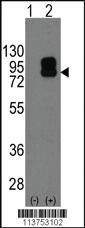 Anti-CD19 Rabbit Polyclonal Antibody