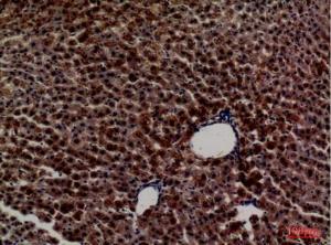 Immunohistochemical analysis of paraffin-embedded rat liver using Anti-PCK1 Antibody