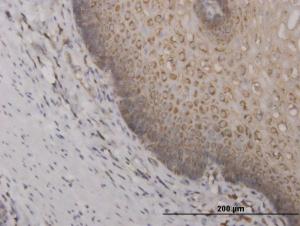 Anti-RPS2 Mouse Monoclonal Antibody [clone: 3G6]