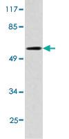 Anti-ICAM3 Rabbit Polyclonal Antibody