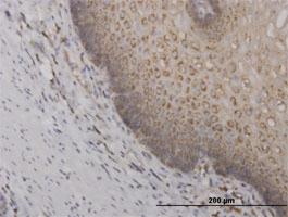 Anti-RPS2 Mouse Monoclonal Antibody [clone: 3G6]