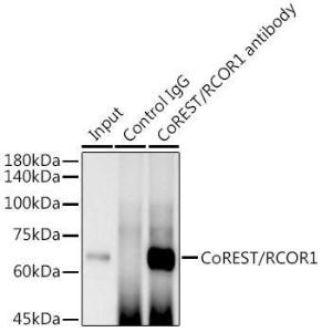 Immunoprecipitation analysis of 300µg extracts of THP-1 cells using 3µg of Anti-CoREST Antibody [ARC2044] (A307585). This Western blot was performed on the immunoprecipitate using Anti-CoREST Antibody [ARC2044] (A307585) at a dilution of 1:1000.