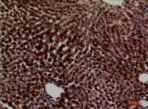 Immunohistochemical analysis of paraffin-embedded rat liver using Anti-PCK1 Antibody