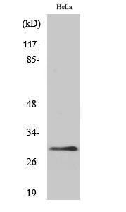 Western blot analysis of various cells using Anti-EIF3K Antibody