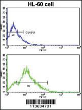 Anti-CD3G Rabbit Polyclonal Antibody