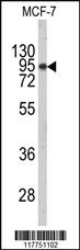 Anti-HSP90AB1 Rabbit Polyclonal Antibody