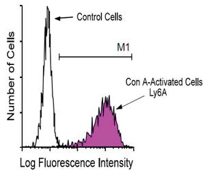 Anti-LY6A Rat Monoclonal Antibody [clone: D7]