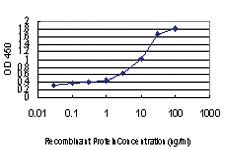 Anti-IRX3 Mouse Monoclonal Antibody [clone: 3D8]