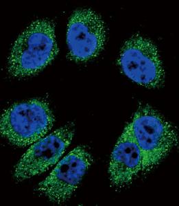 Anti-Osteoblast Specific Factor 2 Rabbit Polyclonal Antibody (APC (Allophycocyanin))