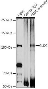 Anti-Glycine decarboxylase antibody