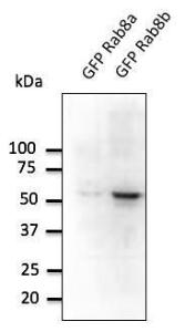 Anti-RAB8B Antibody at a 1:500 dilution, lysates at 20µg per lane, and rabbit anti-goat IgG antibody (HRP) at a 1:10,000 dilution