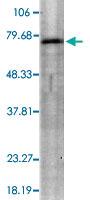 Anti-KCNQ4 Mouse Monoclonal Antibody [clone: S43-6]