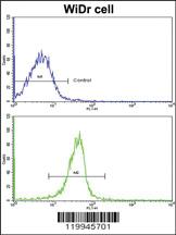 Anti-KLF6 Rabbit Polyclonal Antibody