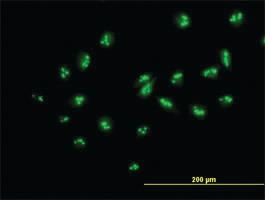 Anti-MYBBP1A Mouse Polyclonal Antibody