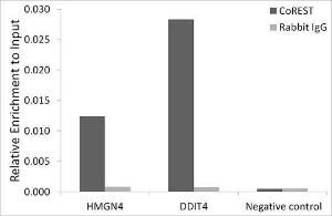 Chromatin immunoprecipitation (ChIP) analysis of extracts of HepG2 cells, using Anti-CoREST Antibody [ARC2044] (A307585) and Rabbit IgG. The amount of immunoprecipitated DNA was checked by quantitative PCR. Histogram was constructed by the ratios of the immunoprecipitated DNA to the input.