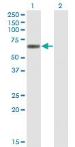 Anti-LIPG Mouse Monoclonal Antibody [clone: 4A9]