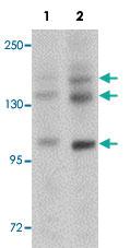 Anti-PRDM16 Rabbit Polyclonal Antibody