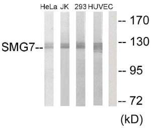 Western blot analysis of lysates from HeLa, Jurkat, 293, and HUVEC cells using Anti-SMG7 Antibody. The right hand lane represents a negative control, where the antibody is blocked by the immunising peptide.