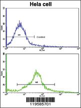 Anti-CREB3L1 Rabbit Polyclonal Antibody