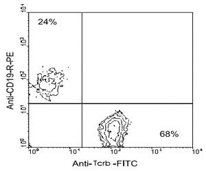 Anti-TCRB Hamster Monoclonal Antibody [clone: H57-597]