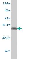 Anti-RBBP4 Mouse Monoclonal Antibody [clone: 4A5]