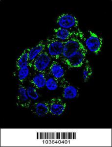 Anti-PEPCK2 Rabbit Polyclonal Antibody (APC (Allophycocyanin))