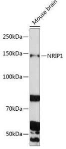 Antibody anti-NRIP1 100 µl