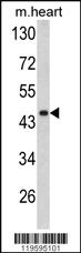 Anti-DCN Rabbit Polyclonal Antibody