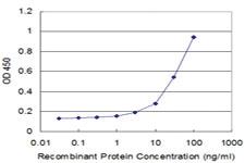 Anti-RPS3 Mouse Monoclonal Antibody [clone: 2A8]