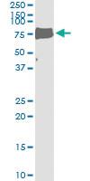 Anti-LIPG Mouse Monoclonal Antibody [clone: 4A9]