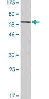 Anti-RUVBL2 Mouse Monoclonal Antibody [clone: 3C6]