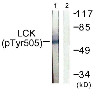 Antibody anti-LCK phospho TYR505 100 µg