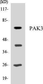 Western blot analysis of the lysates from HeLa cells using Anti-PAK3 Antibody