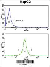 Anti-DCN Rabbit Polyclonal Antibody