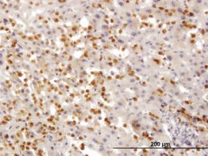 Anti-TARS Mouse Monoclonal Antibody [clone: 1A9]