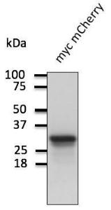 293HEK cells, transduced with myc-mCherry, detected with Anti-mCherry Antibody at a 1:1,000 dilution. Lysate at 100 µg and rabbit anti-goat IgG antibody (HRP) at a 1:10,000 dilution