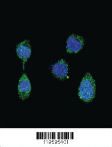 Anti-DCN Rabbit Polyclonal Antibody