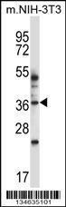 Anti-MAPK11 Rabbit Polyclonal Antibody (PE (Phycoerythrin))