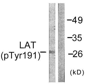 Western blot analysis of lysates from NIH/3T3 cells using Anti-LAT (phospho Tyr191) Antibody The right hand lane represents a negative control, where the antibody is blocked by the immunising peptide