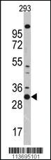 Anti-CDK1 Rabbit Polyclonal Antibody