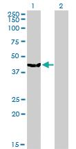 Anti-MVD Mouse Monoclonal Antibody [clone: 2A7]