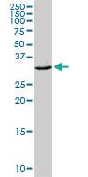 Anti-CEACAM21 Rabbit Polyclonal Antibody