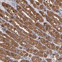 Anti-TANGO2 Rabbit Polyclonal Antibody