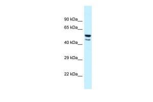 Anti-JUN Rabbit Polyclonal Antibody