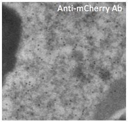 Immunogold labeling of RPE, in vivo injected with mCherry expressing vector, using Anti-mCherry Antibody